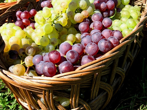 Семки от грозде за лечение на рак