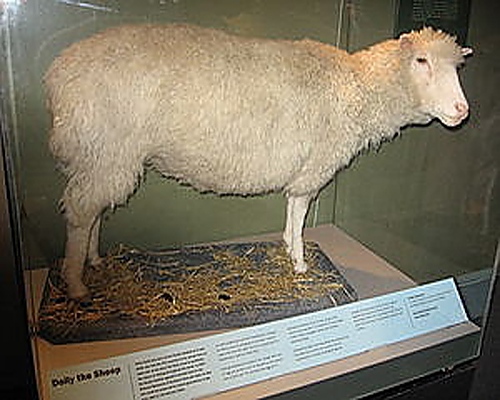Етично ли е клонирането, овцата Доли