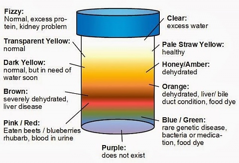 Цветът на урината показва какво е здравословното състояние