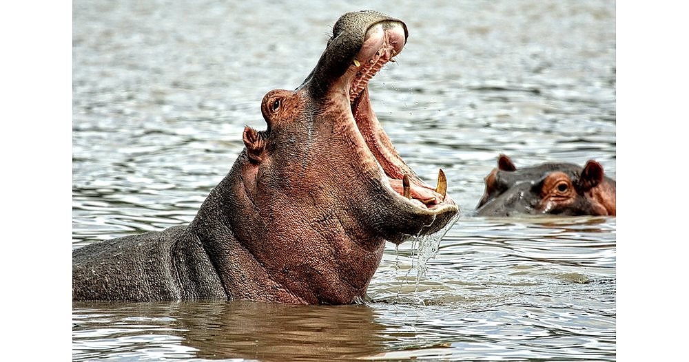 Хипопотамът синтезира и отделя червеникав и мазен секрет - антисептичен и антибактериален лосион.