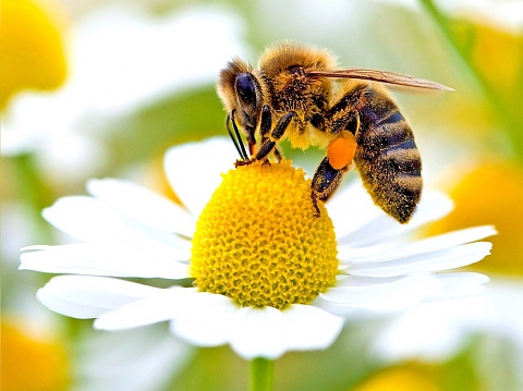 Измиране изчезване на пчели
