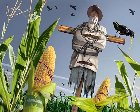 ГМО храни са опасни за здравето