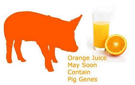 Сок от портокал с гени от прасе