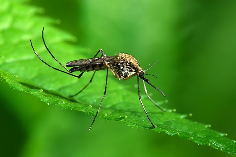природни лекове срещу комари