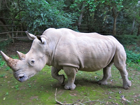 Последен судански бял носорог