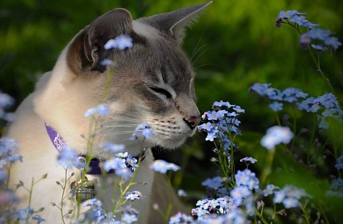 Любими миризми на котките