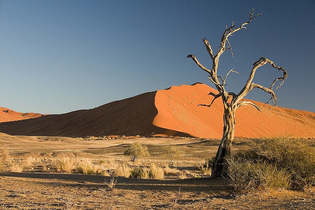 Името на смятаната за най-стара пустиня в света Намиб на местния език нама означава район, в който няма нищо.