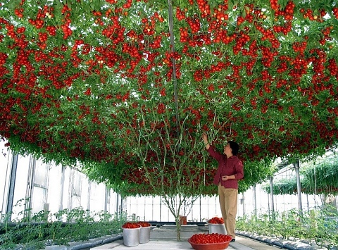 В Израел отгледаха невероятно доматено дърво
