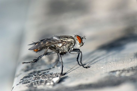 Учени от Швейцария създадоха муха-робот