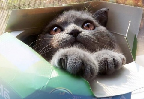Защо котките толкова харесват кутиите