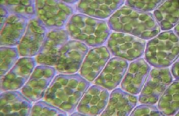 Хлоропластите са клетъчни органели, характерни само за растенията.