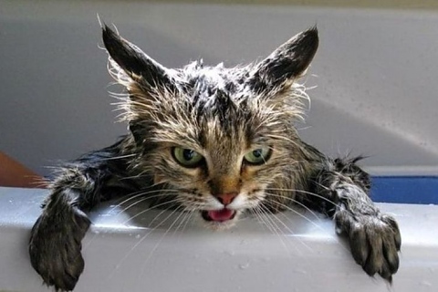 котките се страхуват от вода