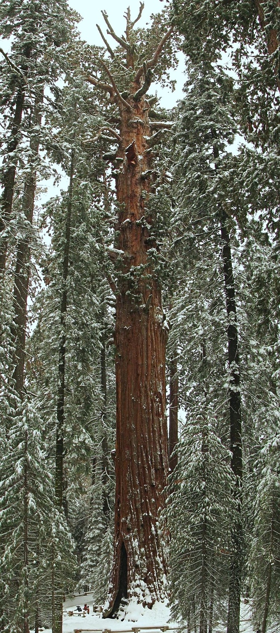 Най-голямото по обем едностебленно живо дърво на Земята се казва генерал Шърман.
