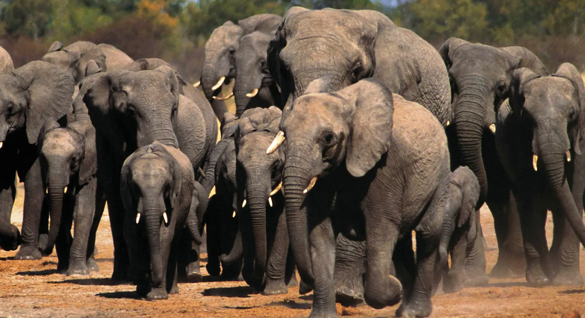 Европа беше заплашена от нашествие на орди от слонове