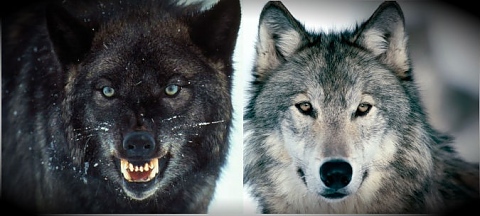 притча за двата вълка
