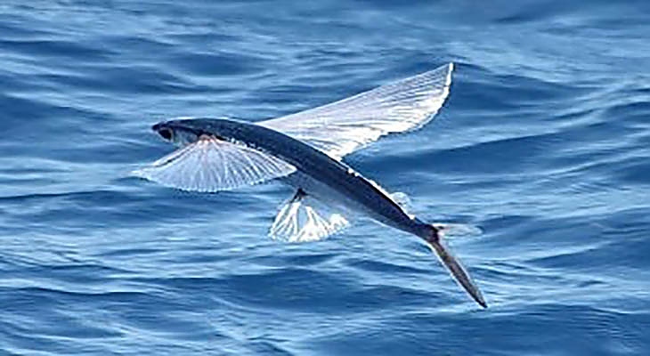 Летящи риби