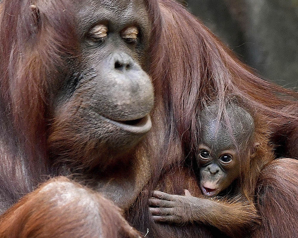 Майката орангутан кърми малкото си в дивата природа приблизително 7 години.