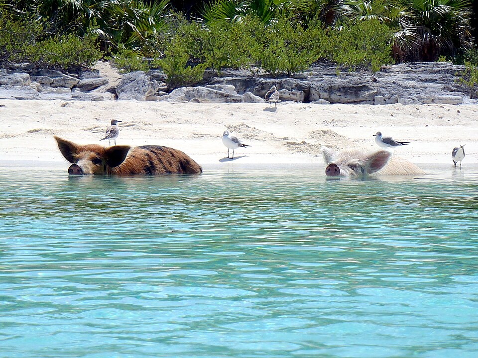Прасета плажуват на Биг Мейджър Кей на Бахамите - популярна туристическа атракция в последните години.