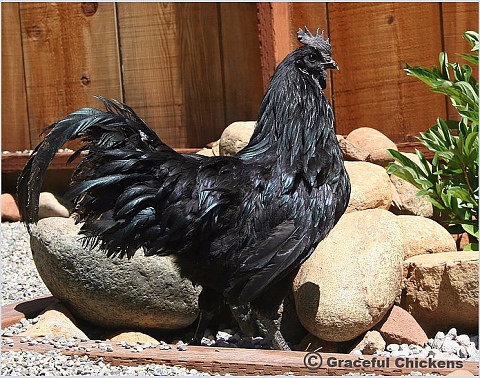 Черни кокошки Ayam Cemani