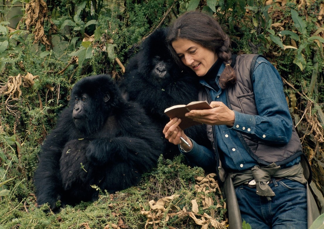 Даян Фоси е изучавала в естествената им среда горили.