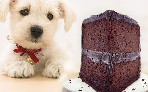 Шоколадът е вреден за кучетата и котките