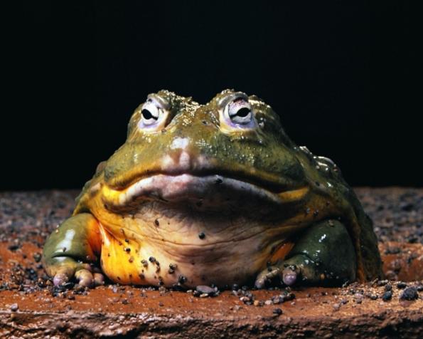 Африканска жаба
