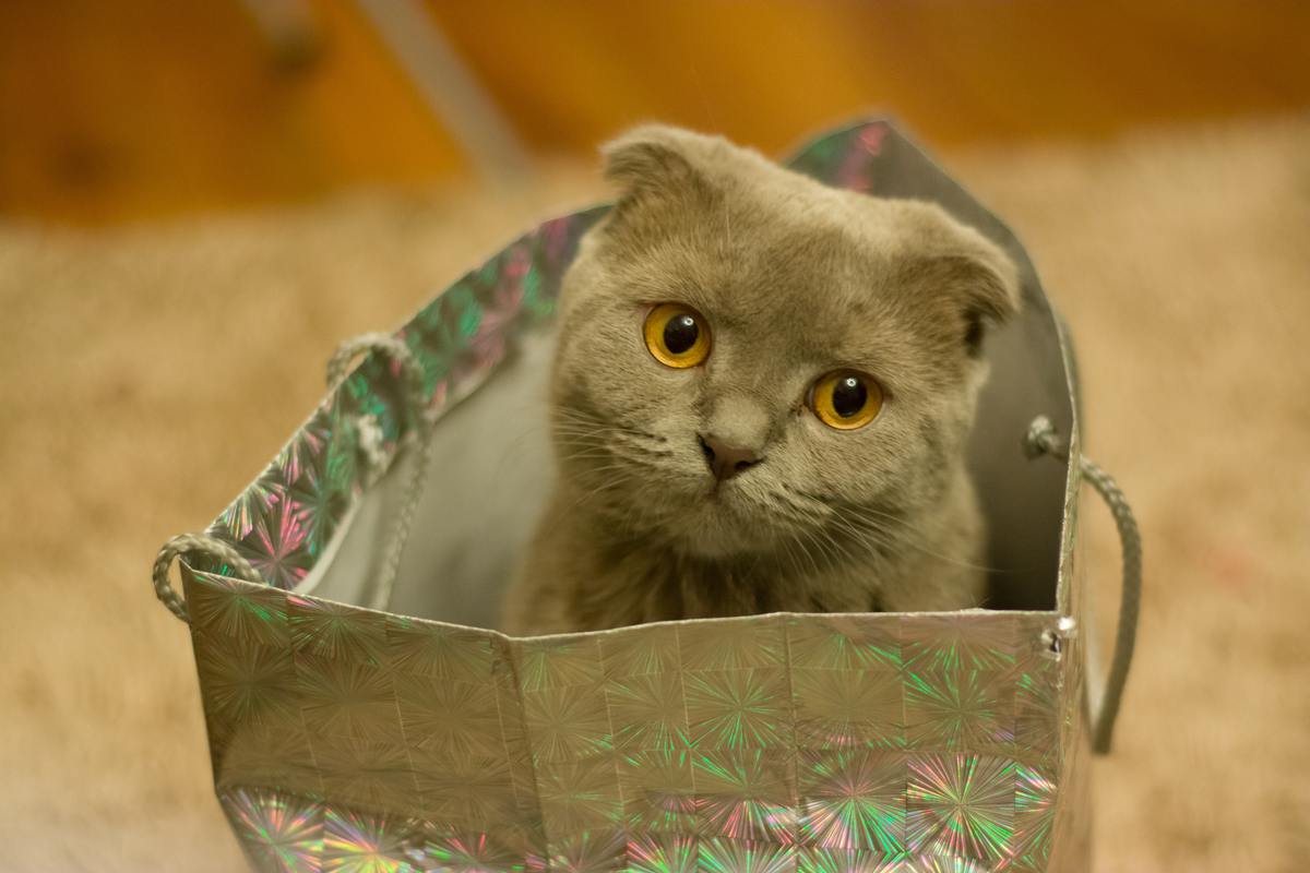Котката се крие в кутии