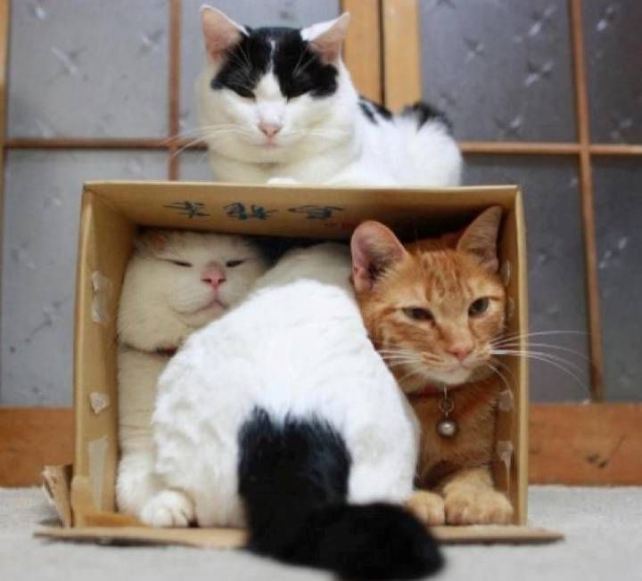 Котките харесват да влизат в кутии
