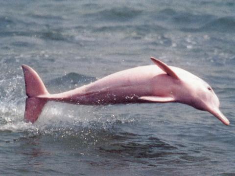 Речен розов делфин