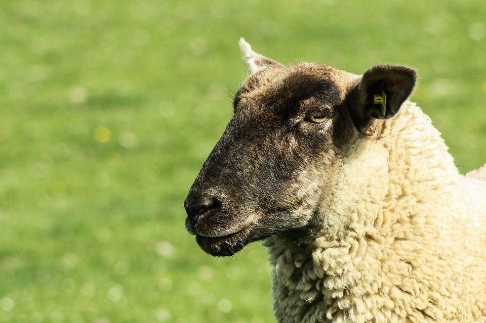 Ланолиннът от вълната на овцата се използва в дъвките и за омекотяване на храната