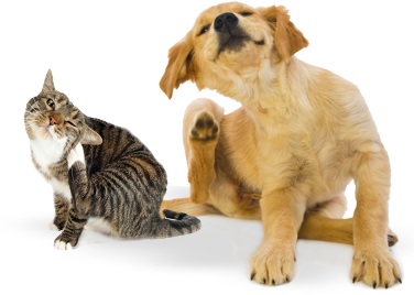Гъбички в ухото на котка или куче