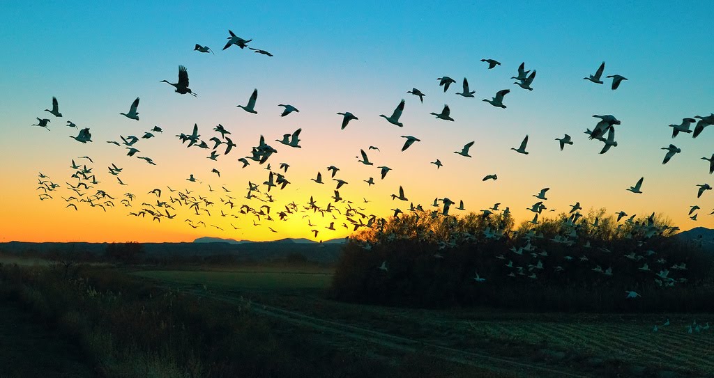 Отслабването на магнитното поле обърква птиците
