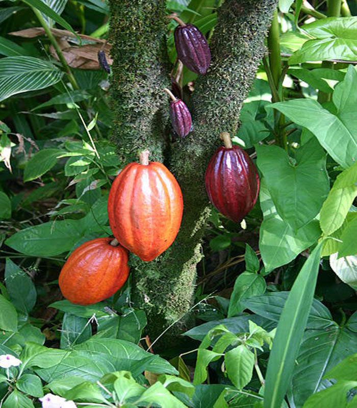 Какаово дърво от което се получава шоколад