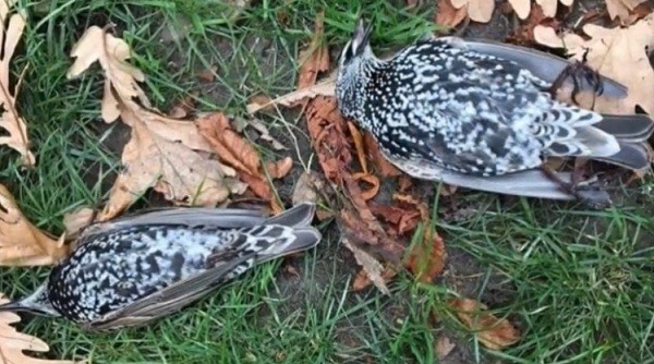 Мъртви птици: Първите жертви на 5G се появиха в Холандия