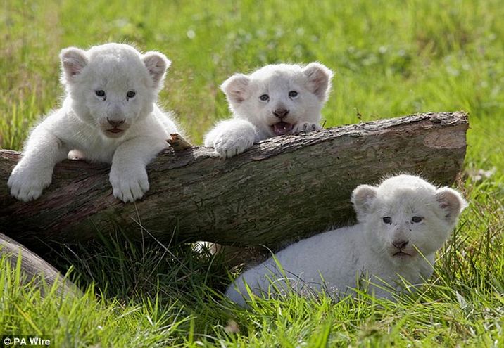 Редки бели лъвчета