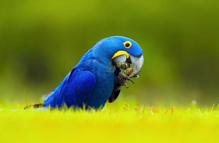 Най-скъпият папагал Хуацинт Макау 