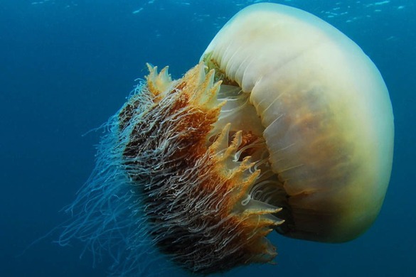 Echizen Kurage медузи