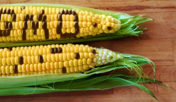 Как да разпознаваме ГМО плодовете и зеленчуци