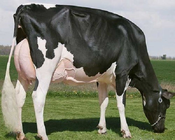 Мис Миси, най-скъпата крава в света