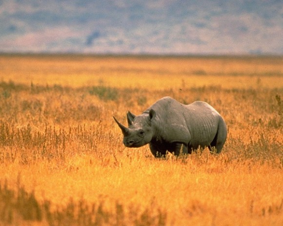 Западноафрикански черен носорог