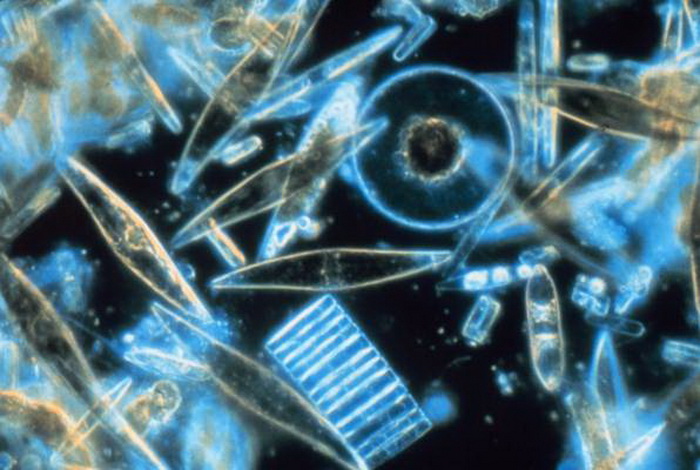 Морска вода под микроскоп