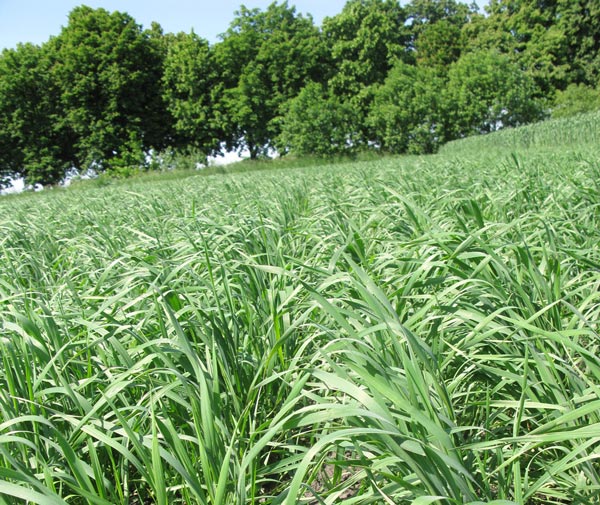 Органична трева срещу ГМО и токсини
