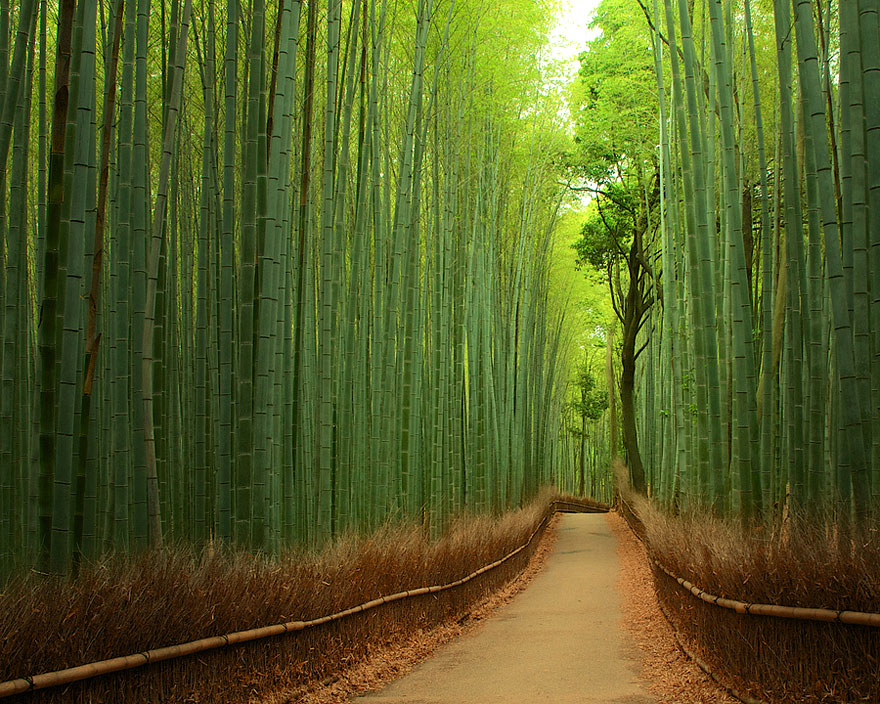 Бамбукова гора, Япония
