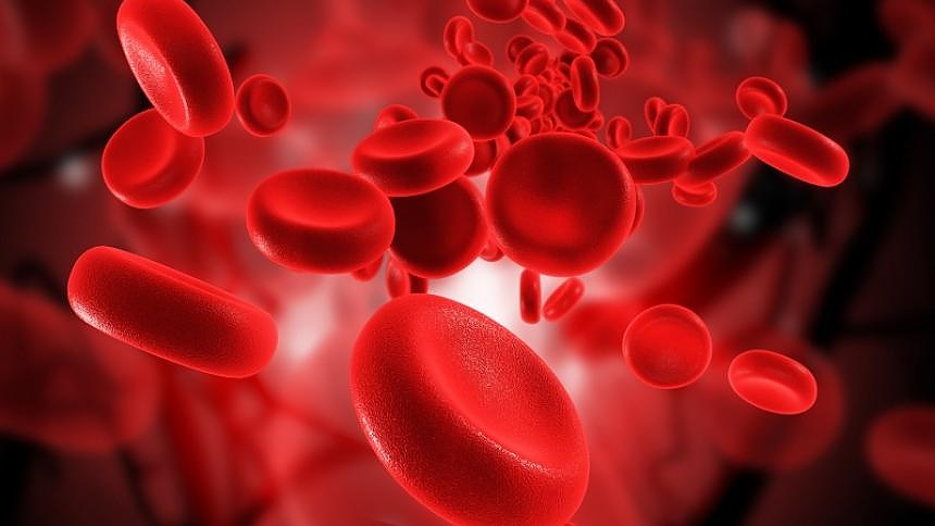 В състава на човешката кръв влизат левкоцити, еритроцити, тромбоцити.