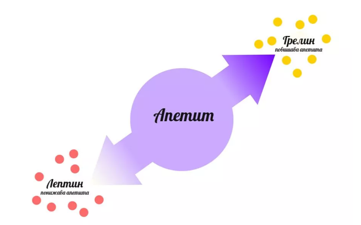 Кой хормон в човешкото тяло е отговорен за чувството за глад?