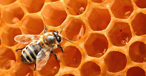 Пчелен восък: приложение и ползи