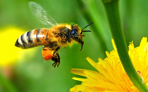 Измиране на пчелите
