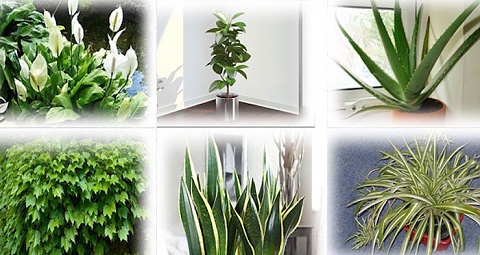 Растения, които пречистват въздуха