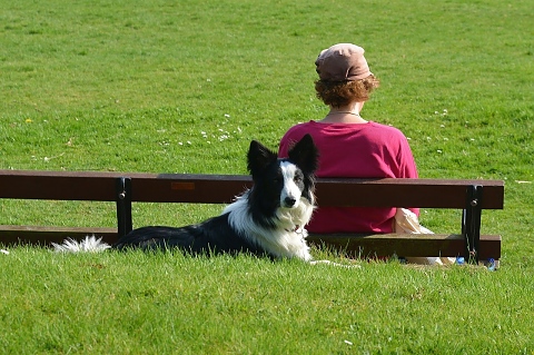 Домашни животни могат да бъдат разхождани в паркове и градинки