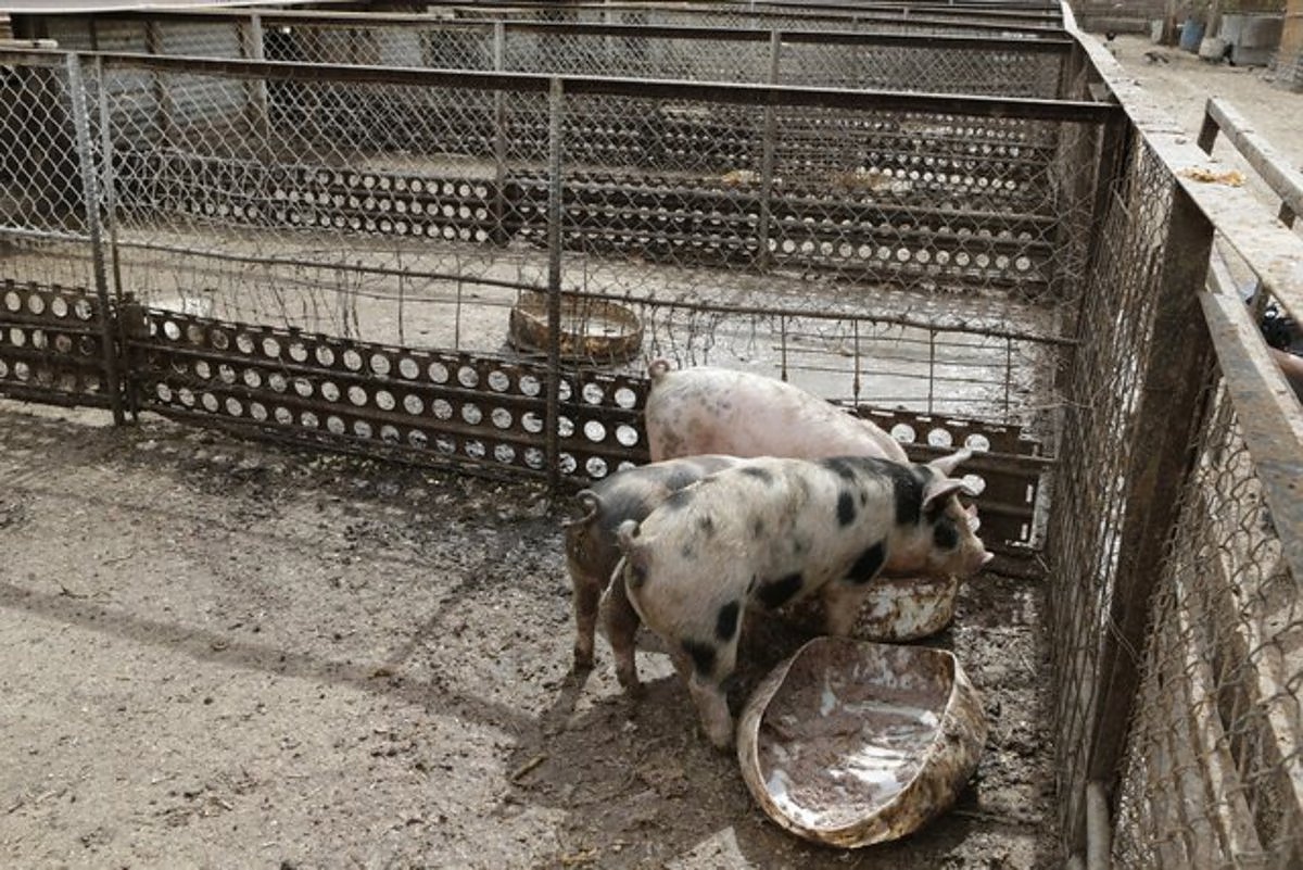 Затворените казина поради пандемията оставиха прасетата в Лас Вегас без храна